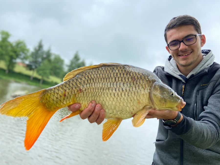 Carpe prise au feeder