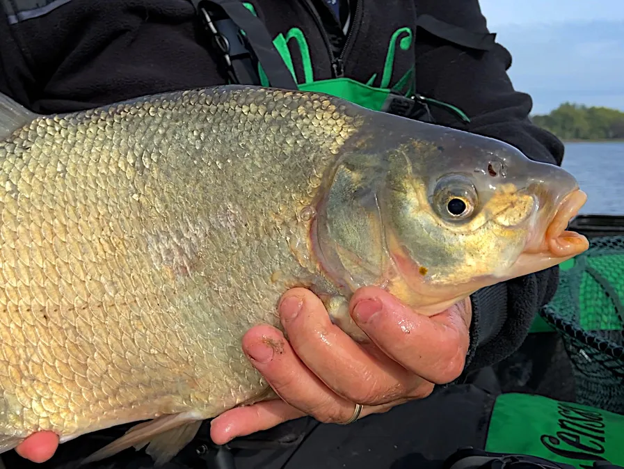 Brème à l'anglaise