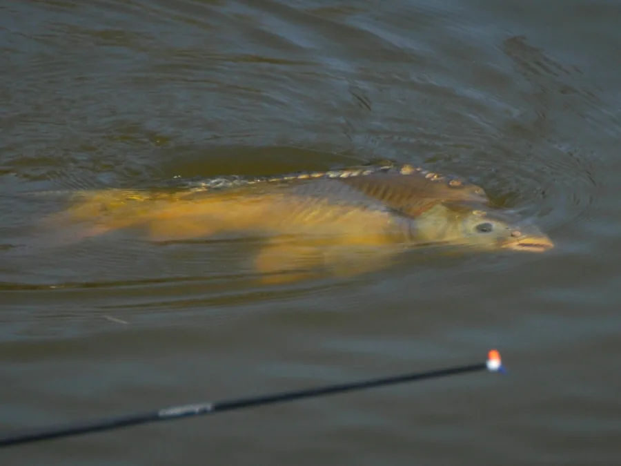 Carpe à la grande canne