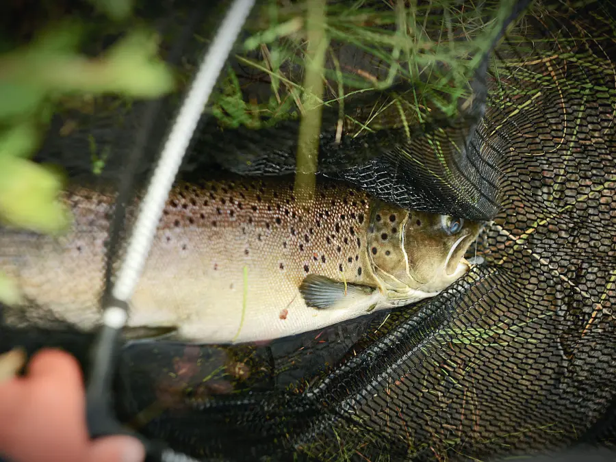 Grosse truite à l'épuisette