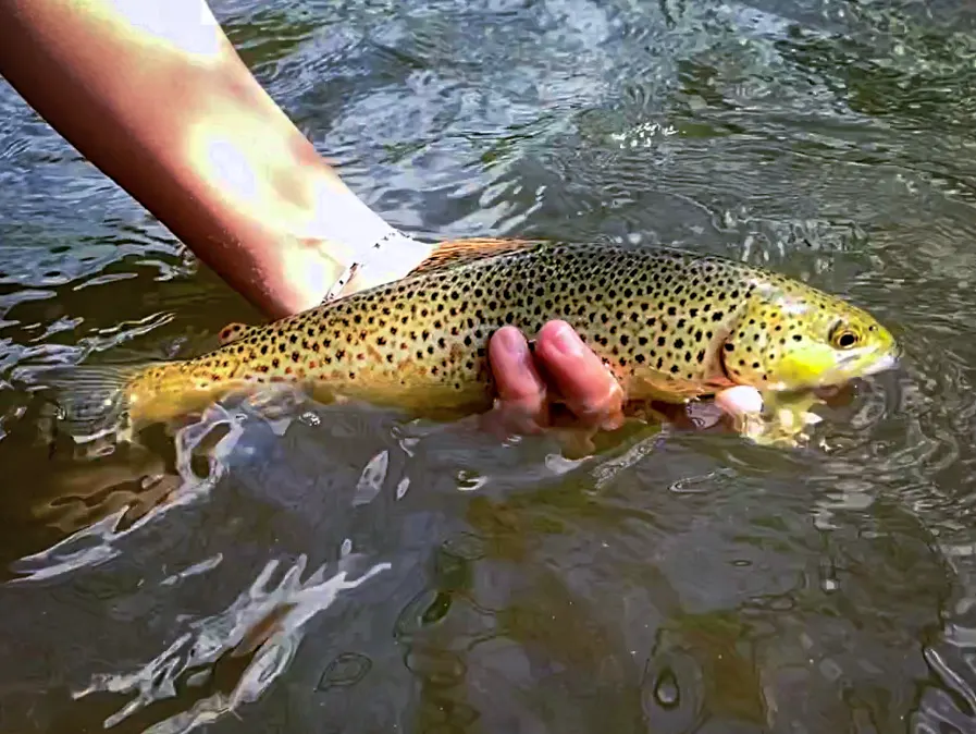Stage de pêche à la truite en Auvergne