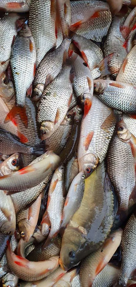 Stage de pêche à l'anglaise