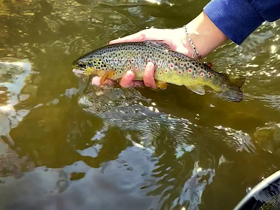 Truite de la Sioule