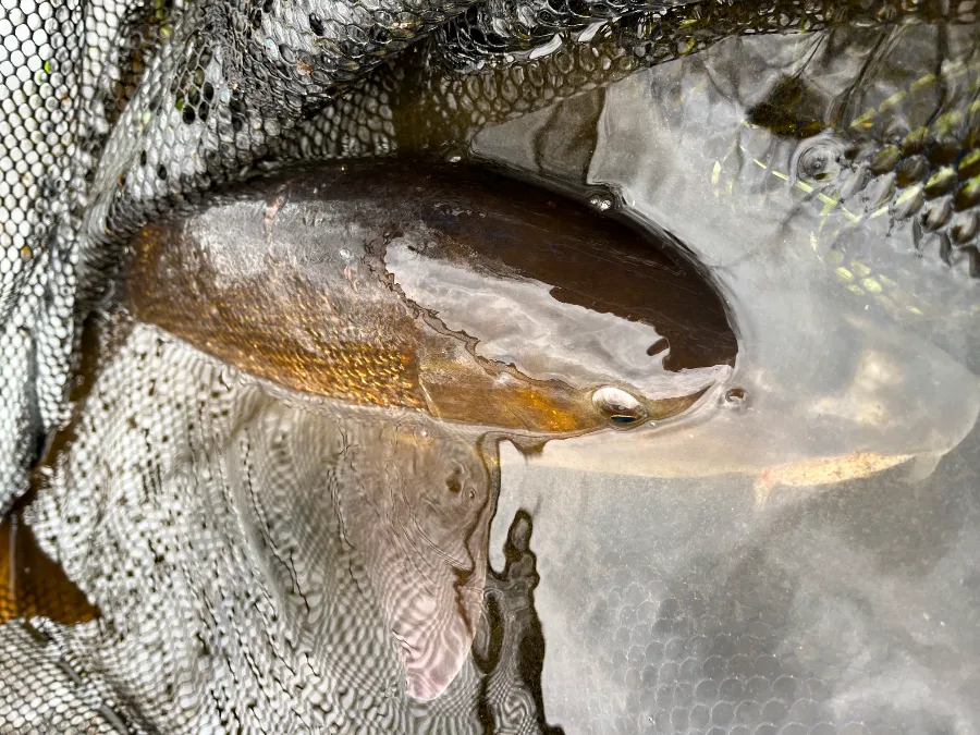 barbeau de la Sioule