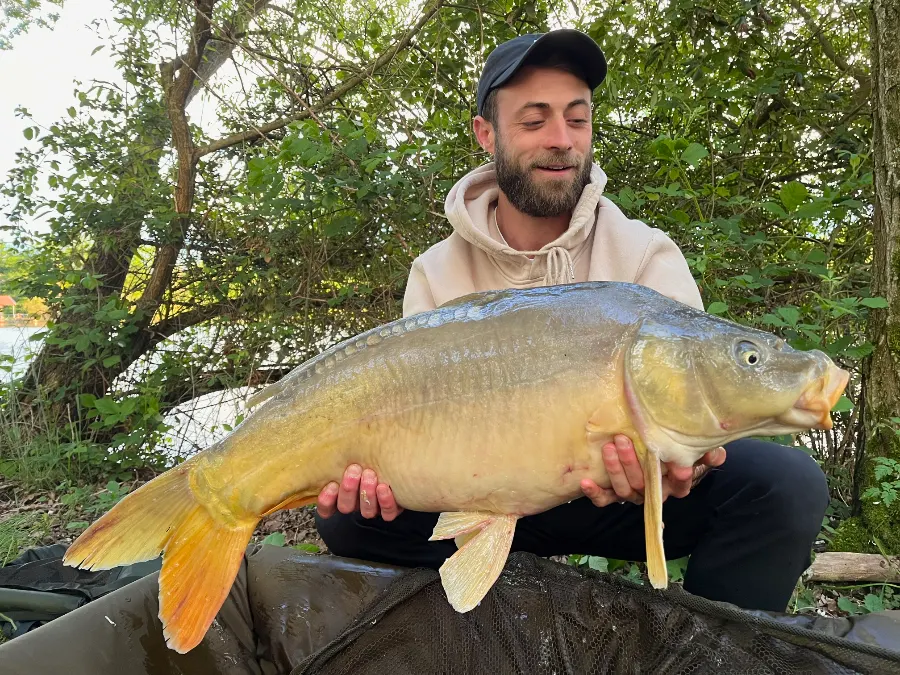 Carpe en plan d'eau privé