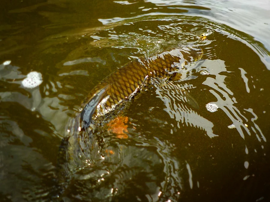 Chevesne à Vichy en Auvergne