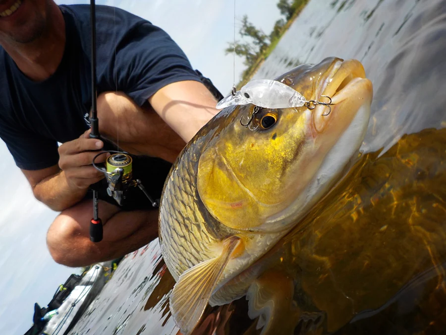 Chevesne de l'Allier pris avec un leurre dur