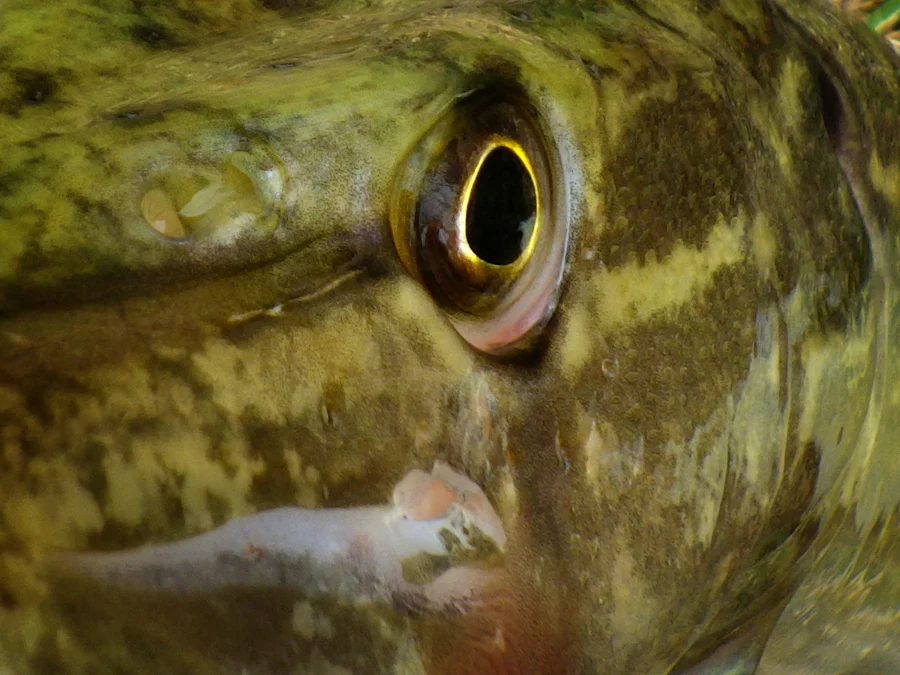 Comprendre le brochet pour adapter sa technique