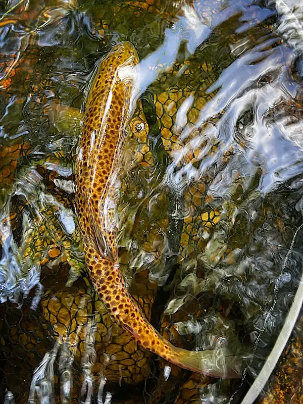 Initiation-truite-a-la-mouche