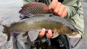 Ombre en pêche en nymphe