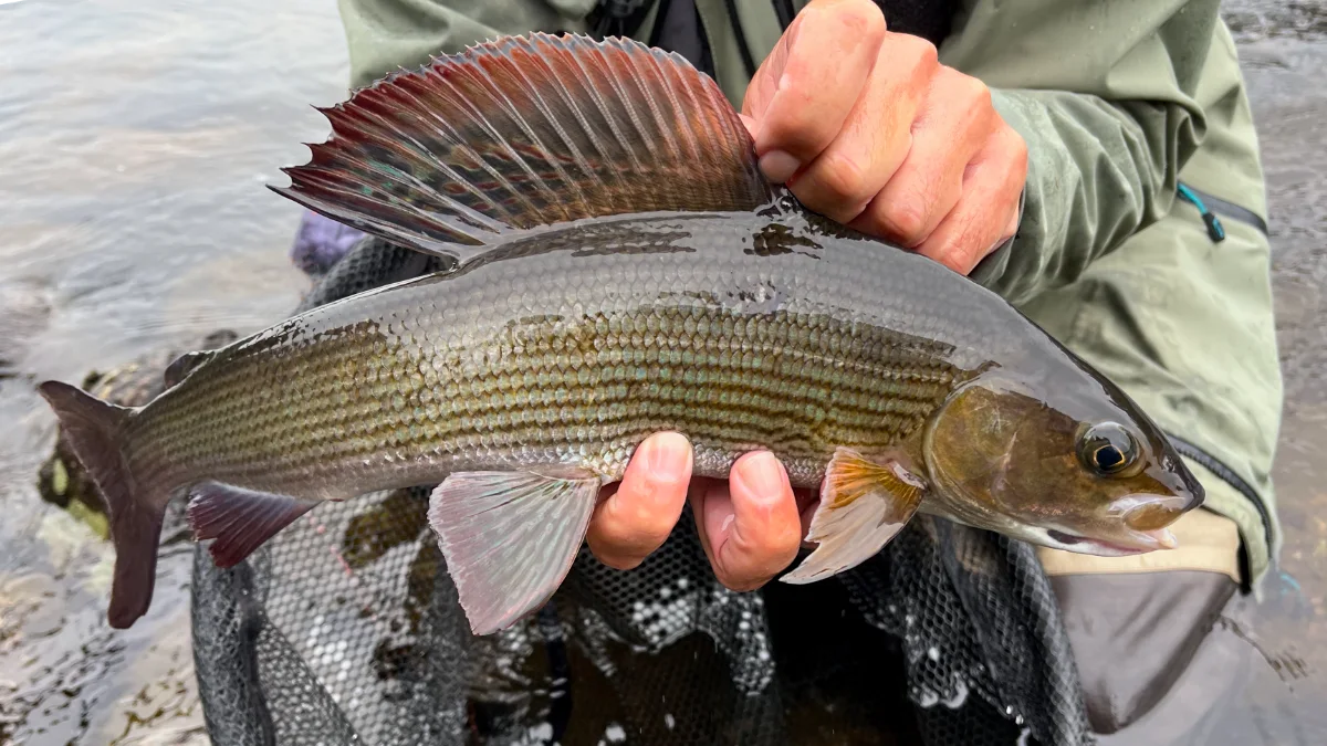 Ombre en pêche en nymphe