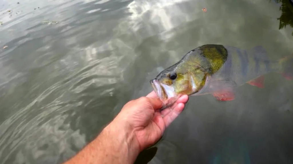 Perche en street fishing