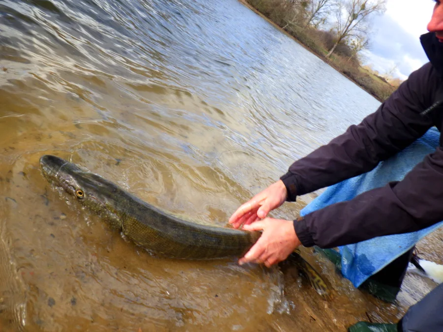 Remise à l'eau d'un beau brochet