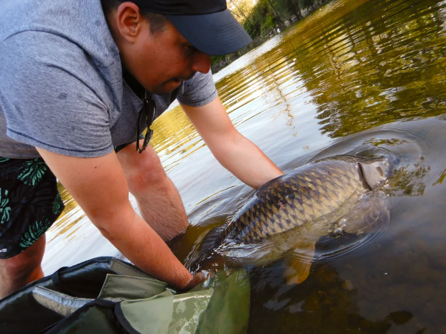 Remise à l'eau d'une carpe prise à la bouillette