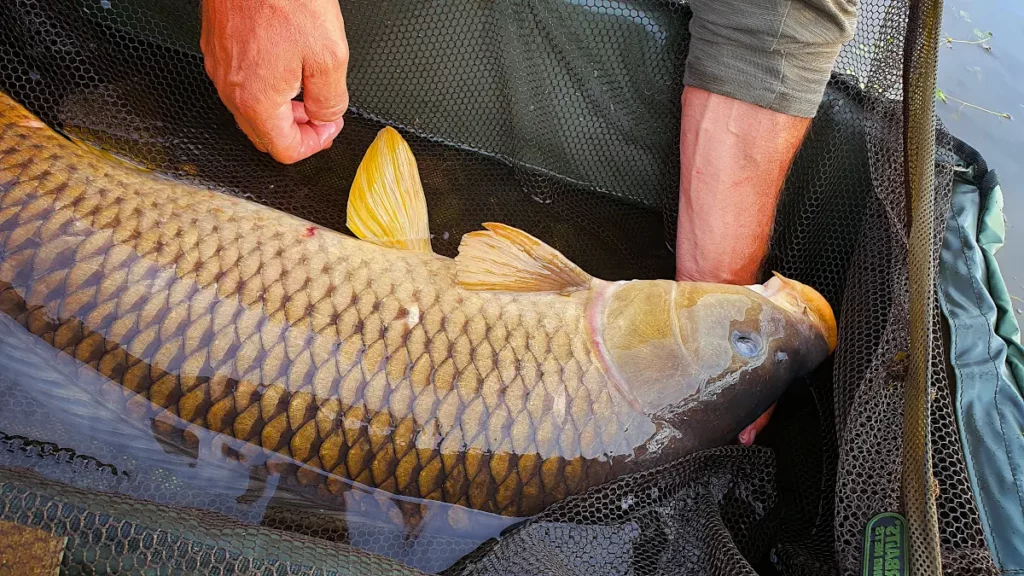 Stage carpe en batterie