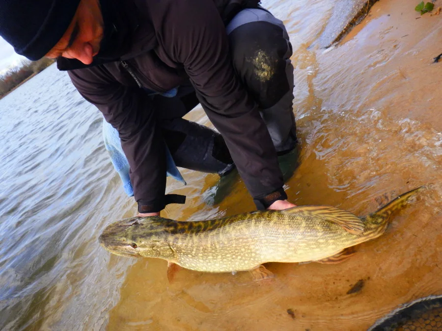 Stage de pêche au brochet en no kill