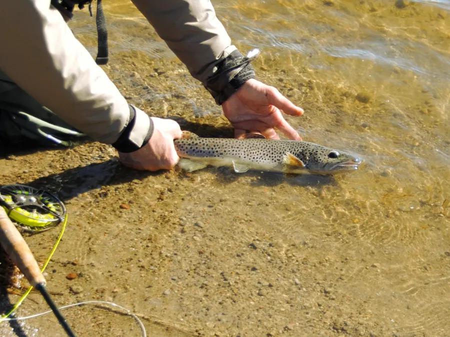 Stage de pêche en nymphe