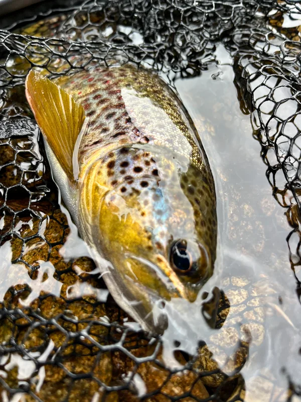 Truite de Norvège sur la Trysilaelva