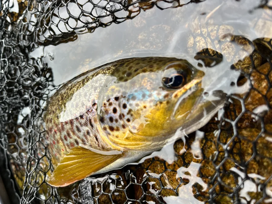 Truite norvégienne de Trysil