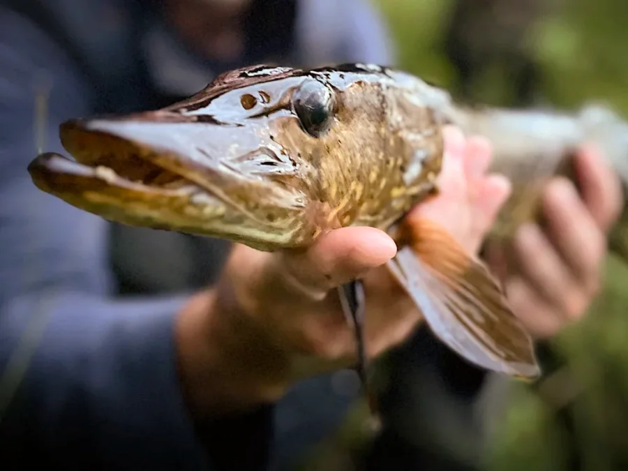 Brochet de tourbière