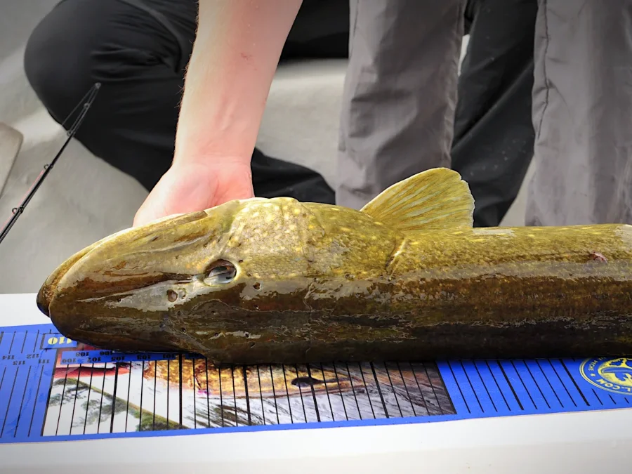 Brochet mètré de Laponie